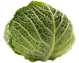 Cabbage Transparent PNG Clip art