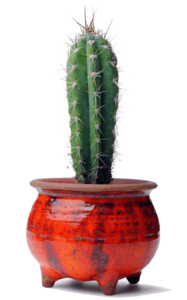 Cactus Plant PNG File Clip art