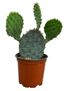 Cactus Plant PNG Photos Clip art