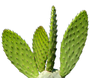 Cactus Plant PNG PNG Clip art