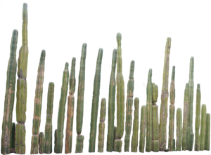 Cactus Plants PNG PNG Clip art