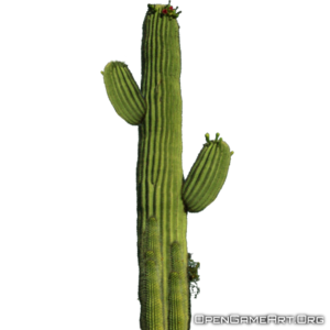 Cactus Transparent PNG Clip art
