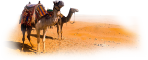 Camel PNG Clipart PNG Clip art