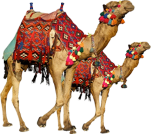 Camel PNG Transparent Image PNG Clip art