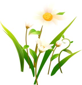 Camomile PNG Clip art