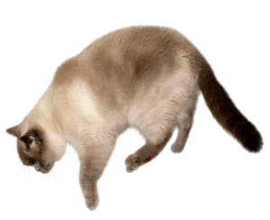 Cat PNG Transparent Image PNG Clip art