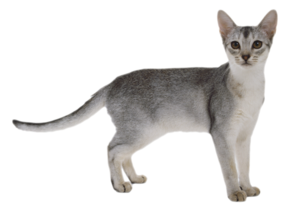 Cat Transparent PNG PNG Clip art