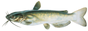 Catfish PNG Clipart PNG images