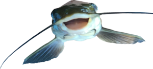 Catfish PNG File PNG images