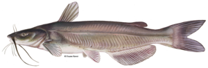 Catfish Transparent PNG PNG Clip art