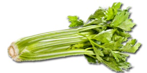 Celery PNG HD Clip art