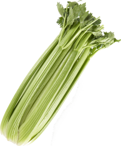 Celery PNG Transparent Picture PNG Clip art