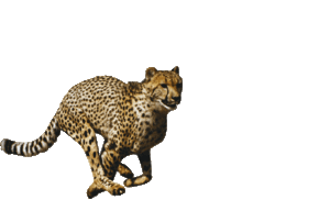 Cheetah PNG File PNG icons