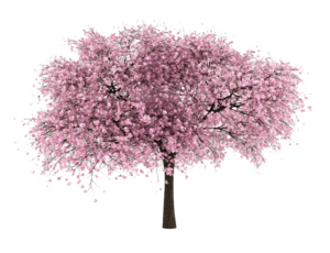 Cherry Tree PNG Clip art