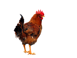 Chicken PNG Clipart Clip art