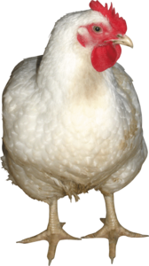 Chicken PNG File PNG Clip art
