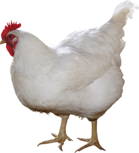 Chicken PNG Image PNG Clip art