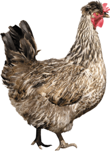 Chicken PNG Photos PNG Clip art
