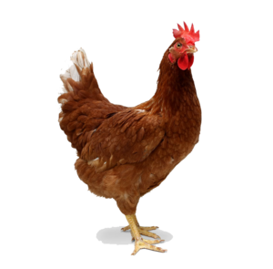 Chicken Transparent PNG PNG Clip art