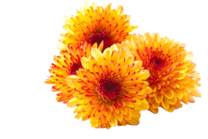 Chrysanthemum PNG Photos PNG Clip art