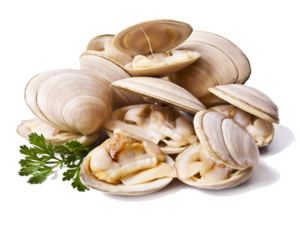 Clams PNG File Clip art