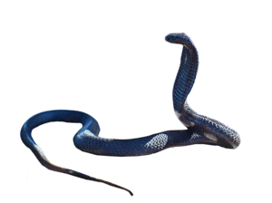 Cobra Snake PNG Clipart PNG Clip art