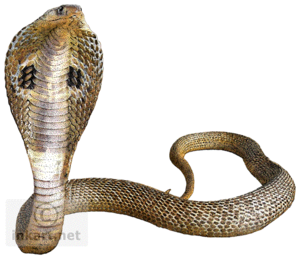 Cobra Snake Transparent Background PNG images