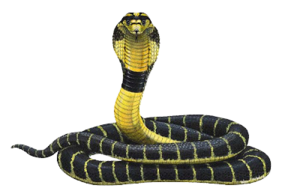 Cobra Snake Transparent PNG PNG Clip art