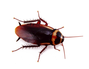 Cockroach PNG Background PNG Clip art