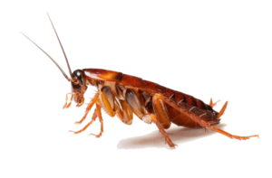 Cockroach PNG Clipart PNG images
