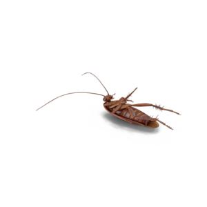 Cockroach PNG File Download Free PNG Clip art