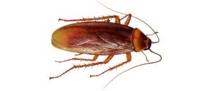 Cockroach PNG File PNG images