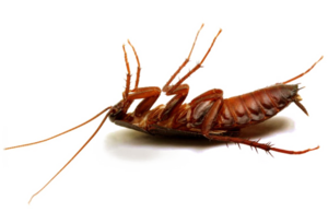 Cockroach PNG HD Photo Clip art
