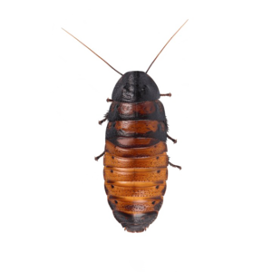 Cockroach PNG HD Quality PNG Clip art