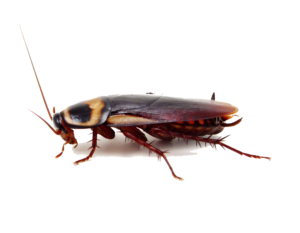 Cockroach PNG Image PNG images