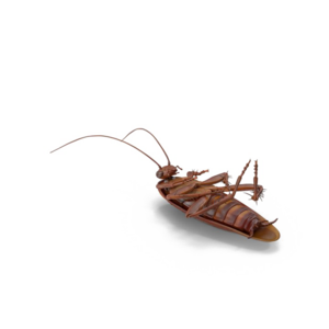 Cockroach PNG No Background PNG Clip art