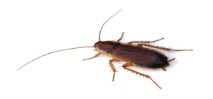 Cockroach PNG Transparent File Clip art