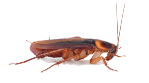 Cockroach PNG Transparent Clip art