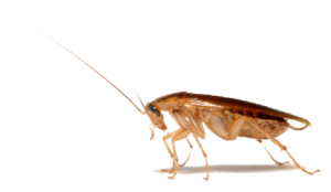 Cockroach PNG Clip art