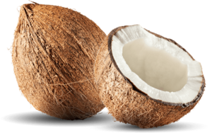 Coconut PNG File Download Free Clip art