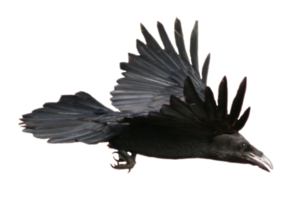 Common Raven Download PNG Image PNG Clip art
