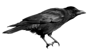 Common Raven PNG Free Download PNG images