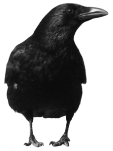 Common Raven PNG Pic PNG Clip art