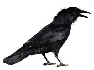 Common Raven Transparent Background PNG Clip art