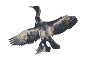 Cormorant PNG Transparent Picture Clip art