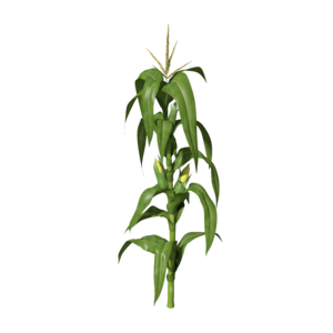 Corn Plant PNG Clipart PNG Clip art