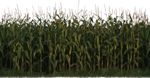 Corn Plant PNG Image PNG Clip art