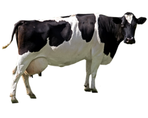 Cow PNG File Clip art
