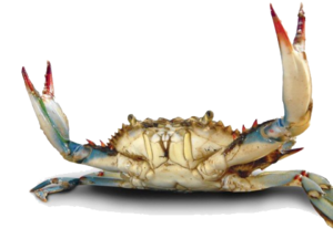 Crab PNG File PNG Clip art