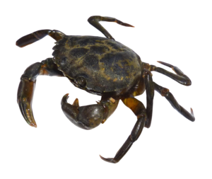 Crab PNG Free Download PNG Clip art